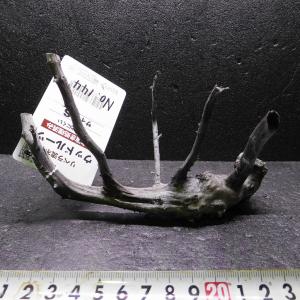 リベラ ウッドサージM 流木 1個 ※アクぬき処理済み 約20〜40cm : 有限