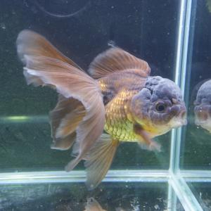 金魚 オランダ獅子頭（ししがしら） 更紗（サラサ） Sサイズ 約6cm 5