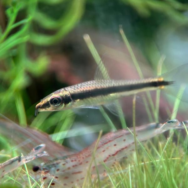 熱帯魚　サイアミーズ・フライングフォックス　10匹　※雄雌のご指定不可　生体　コケ取り