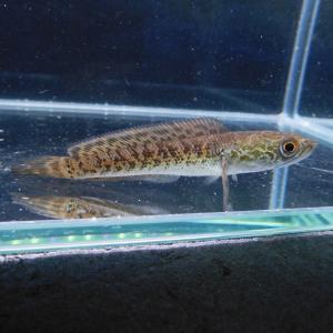 熱帯魚 フラワートーマン 1匹 Sサイズ 約5-10cm オセレイト・スネーク