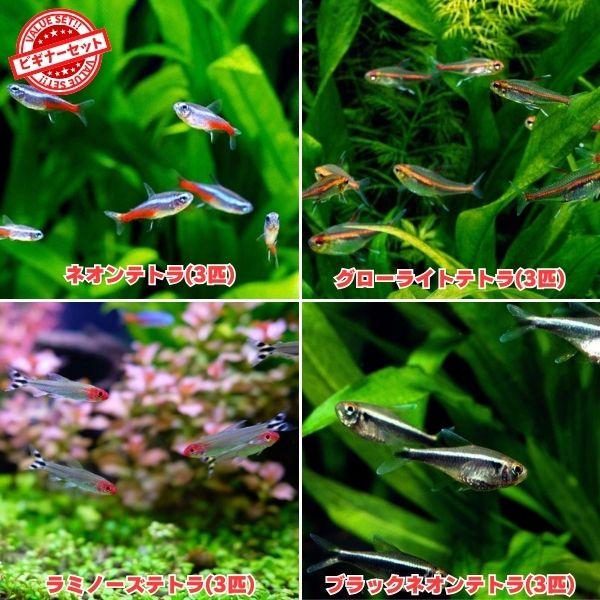 熱帯魚　テトラ4種セット　ネオンテトラ3匹　ブラックネオンテトラ3匹　グローライトテトラ3匹　ラミノ...