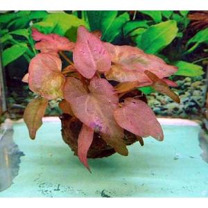 水草 ブセファランドラ SP. クダガン 1株 ※バラ売り水草は4点