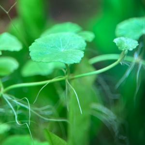 水草 アマゾンチドメグサ 5本 ※バラ売り水草...の詳細画像1