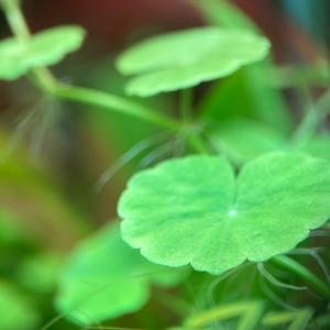 水草 アマゾンチドメグサ 5本 ※バラ売り水草...の詳細画像2