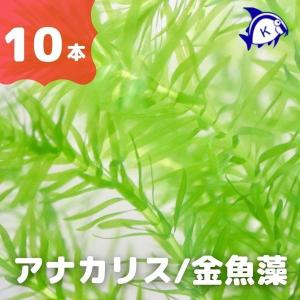 水草 アナカリス 国産 無農薬 メダカ 金魚藻 オオカナダモ（30本