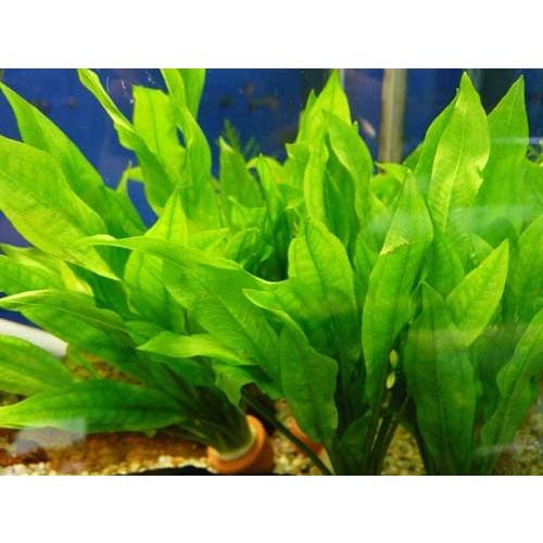 水草　アマゾンソード　2株　※バラ売り水草は4点まで同梱可能（ネコポス）