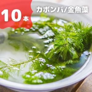 水草 カボンバ 10本 ※バラ売り水草は4点まで...の商品画像