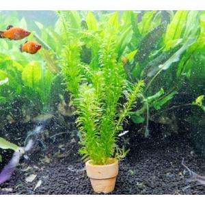 水草 アナカリス 10本 ※バラ売り水草は4点まで同梱可能