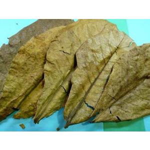 大小様々　無農薬マジックリーフ　天然ももたまな葉　　枚 大小様々 無農薬マジックリーフ 天然ももたまな葉 枚 大小様々 無