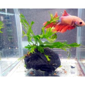 水草 アヌビアス・ナナ 木炭活着 1株 プチ水槽用 陰性水草 : 有限会社