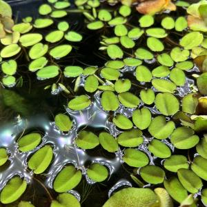 水草 ブセファランドラ SP. クダガン POT入り ポット入り 赤系 ラメ