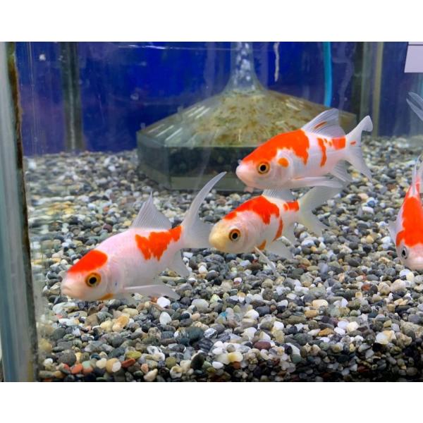 （金魚）コメット　Sサイズ　約6cm　5匹　※カラー/ 雌雄の指定不可