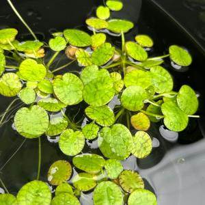 SALE開催中 2倍増量&ポイント10倍 水草...の詳細画像1