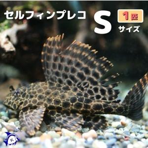 セルフィンプレコ　Sサイズ　約5-10cm  ※雄雌のご指定不可｜有限会社高知熱帯魚サービス