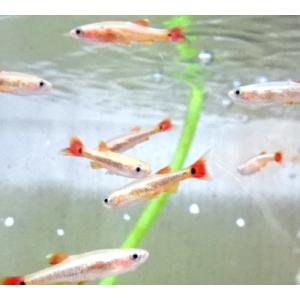 熱帯魚 レッドテールキャット×タイガーショベルノーズ SM 約5-10m± ※雄