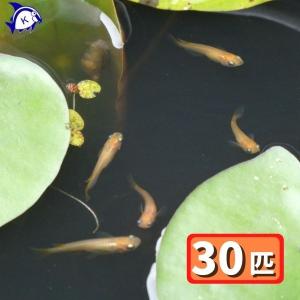 ヒメダカ　30匹セット　※雄雌のご指定不可