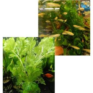 （水草付セット）ヒメダカ10匹　+　カボンバ5本　