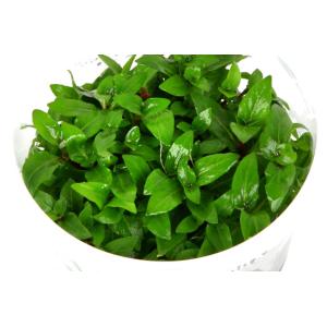 ストロギネレペンスの商品一覧 通販 Yahoo ショッピング