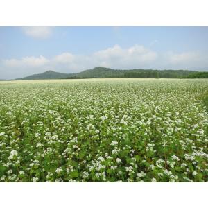 そばの実 国産 北海道 幌加内産 丸抜き950...の詳細画像2