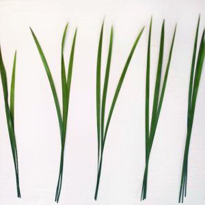 ミスカンサス 小分け 花 材料 アクセサリー ...の詳細画像2