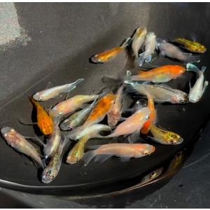 激レア！超貴重！】トロ舟 ホワイト 60サイズ 金魚 メダカ ビオトープ