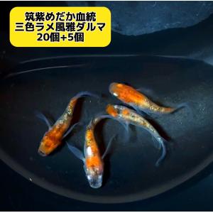 メダカ&金魚ビオトープにビッグトロ舟 ビオトープ 40L トロ舟＆木枠セット メダカ＆金魚飼育用 クッション