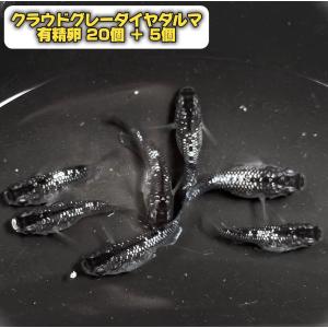激レア！超貴重！】トロ舟 ホワイト 40サイズ 金魚 メダカ ビオトープ