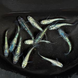 メダカ&金魚ビオトープにビッグトロ舟 40㍑タイプ ビオトープ メダカ・金魚 他 飼育セット トロ舟カバー トロ