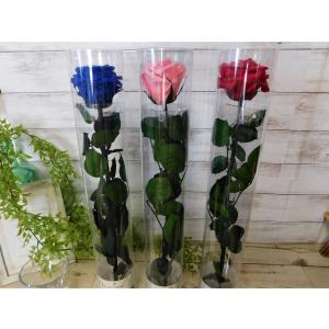 バラ スタンダードローズの商品一覧 通販 Yahoo ショッピング