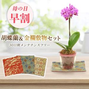 母の日 早割 プレゼント ギフト 2 5号鉢植え アクアポット 1本立て 金襴織物の敷物3枚セット 生花 花鉢 ミニ胡蝶蘭 長持ちする花 花のギフト Keirou 人形広場 雛人形 五月人形専門店 通販 Yahoo ショッピング