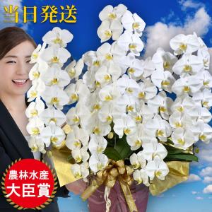 お中元 大輪　胡蝶蘭 5本立ち65輪 会社設立 オープン 内祝い スタンド 大輪 お悔や花 お供え 葬儀 葬式 仏事 法事 １回忌 献花 おしゃれ