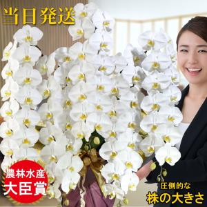 お中元 大輪　胡蝶蘭 5本立ちオレアル 会社設立 オープン 内祝い スタンド 大輪 お悔や花 お供え 葬儀 葬式 仏事 法事 １回忌 献花 おしゃれ