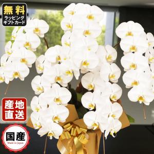 お中元 胡蝶蘭 大輪5本立ち45輪以上 白 会社設立 オープン 内祝い スタンド 大輪 ３本立ち ５本立ち お悔や花 お供え 葬儀 葬式 仏事 法事 １回忌 献花 おしゃれ