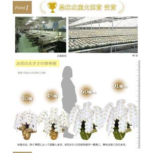 お中元 胡蝶蘭 大輪5本立ち45輪以上 白 会...の詳細画像3
