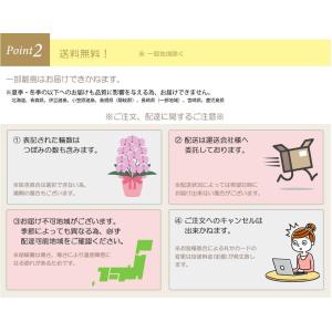お中元 胡蝶蘭 大輪5本立ち45輪以上 白 会...の詳細画像4