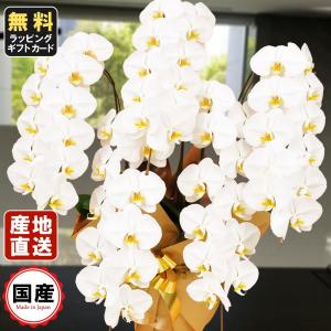 お中元 胡蝶蘭 大輪5本立ち55輪以上 白 会社設立 オープン 内祝い スタンド 大輪 ３本立ち ５本立ち お悔や花 お供え 葬儀 葬式 仏事 法事 １回忌 献花 おしゃれ
