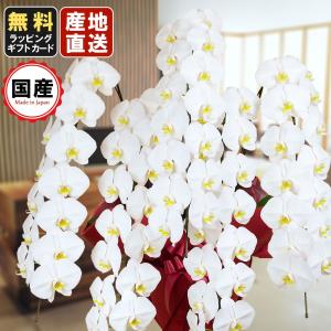お中元 胡蝶蘭 大輪5本立ち70輪以上 白 会社設立 オープン 内祝い スタンド 大輪 ３本立ち ５本立ち お悔や花 お供え 葬儀 葬式 仏事 法事 １回忌 献花 おしゃれ