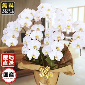 お中元 胡蝶蘭 大輪7本立ち49輪以上 白 会社設立 オープン 内祝い スタンド 大輪 ３本立ち ５本立ち お悔や花 お供え 葬儀 葬式 仏事 法事 １回忌 献花 おしゃれ