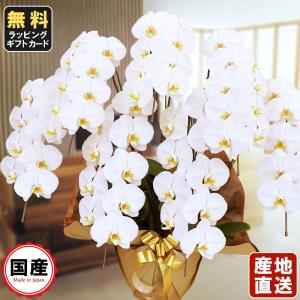 お中元 胡蝶蘭 大輪7本立ち63輪以上 白 会社設立 オープン 内祝い スタンド 大輪 ３本立ち ５本立ち お悔や花 お供え 葬儀 葬式 仏事 法事 １回忌 献花 おしゃれ