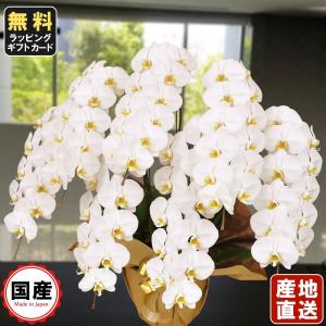 お中元 胡蝶蘭 大輪7本立ち77輪以上 白 会社設立 オープン 内祝い スタンド 大輪 ３本立ち ５本立ち お悔や花 お供え 葬儀 葬式 仏事 法事 １回忌 献花 おしゃれ