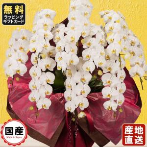 お中元 胡蝶蘭 大輪10本立ち 白 会社設立 オープン 内祝い スタンド 大輪 ３本立ち ５本立ち お悔や花 お供え 葬儀 葬式 仏事 法事 １回忌 献花 おしゃれ