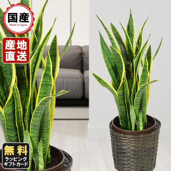 お中元 観葉植物 サンセベリア 8号鉢植え 苗木 鉢植え 販売 誕生日 開店 引越し 祝い 引越し祝...