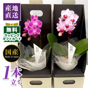 母の日 Mother's Day 胡蝶蘭【マザーチーク】5号鉢 2本立ち 陶器鉢