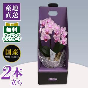 ミニ胡蝶蘭 ギフト 胡蝶蘭 ミニ ミディ 飴色鉢 ミックス寄せ5号鉢植え