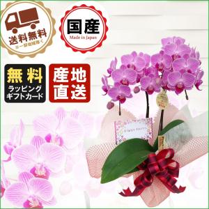 ミニ胡蝶蘭 ギフト 胡蝶蘭 ミニ ミディ 飴色鉢 ミックス寄せ5号鉢植え