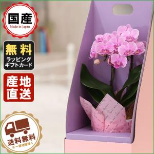 シンビジューム（シンビジウム）鉢植え オレンジ色 4本立て 誕生日