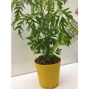 ハイポネックス 水栽培用活力剤 キュートハイド...の詳細画像1