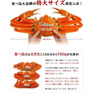 カニ かに 蟹 ズワイガニ ギフト 特大 姿 ...の詳細画像3