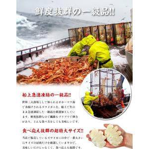 カニ かに 蟹 ズワイガニ 希少な 特大サイズ...の詳細画像1