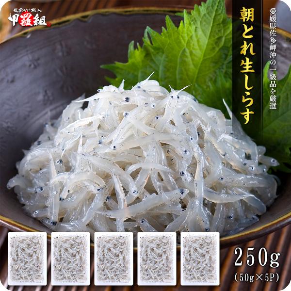 送料無料1,999円！愛媛県産 本場の朝どれ生しらす250g シラス FF ポイント利用 爆買